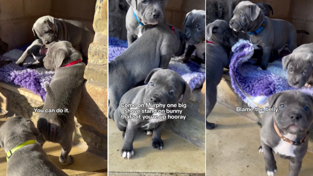 Puppy's 'Big Belly' Makes Climbing a Step Challenging in the Most Adorable Way