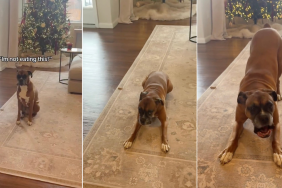 Video: Dog Truly Said 'I Won't Eat That' in Her Language