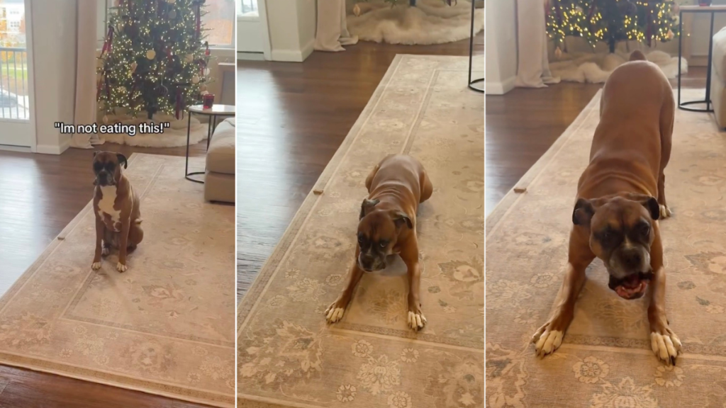 Video: Dog Truly Said 'I Won't Eat That' in Her Language