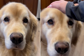Golden Retriever's Paws Steal the Show in Cute Video