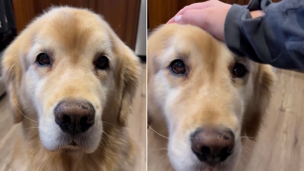 Golden Retriever's Paws Steal the Show in Cute Video
