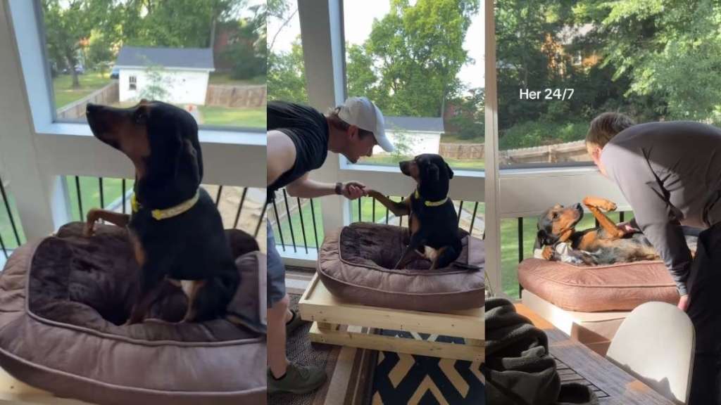 Video: Dog Is Grateful After Owner Builds ‘Raised Bed’ for Her