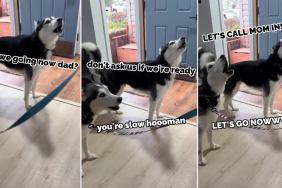 Huskies Are Very Vocal About Their Delayed Walk in Cute Video