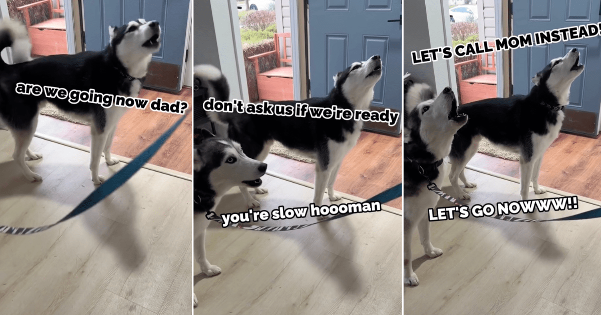 Huskies Are Very Vocal About Their Delayed Walk in Cute Video - DogTime