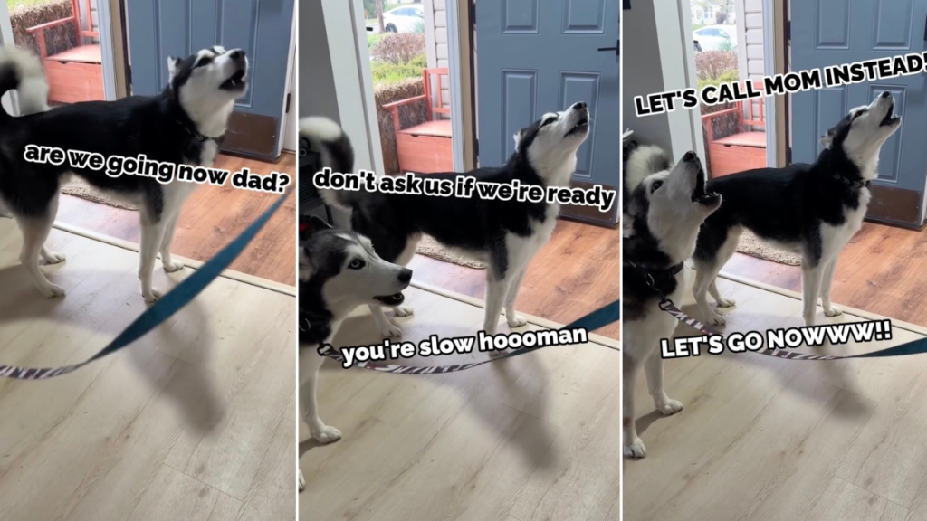 Huskies Are Very Vocal About Their Delayed Walk in Cute Video