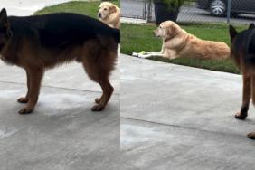 Video: Dog 'Protests' in Hopes of Getting His Ball Back From Furry Sister