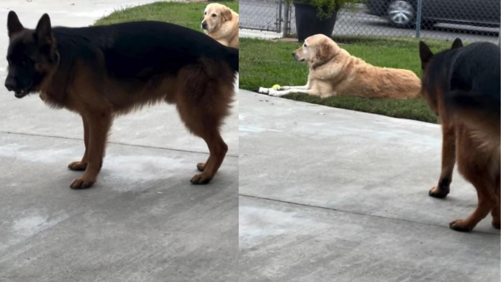 Video: Dog 'Protests' in Hopes of Getting His Ball Back From Furry Sister