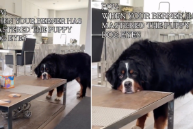 Video Shows Dog Has 'Mastered' the Art of 'Puppy Eyes'