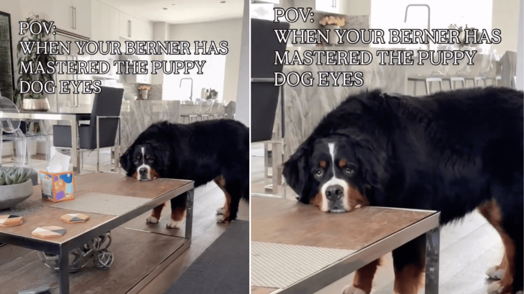 Video Shows Dog Has 'Mastered' the Art of 'Puppy Eyes'