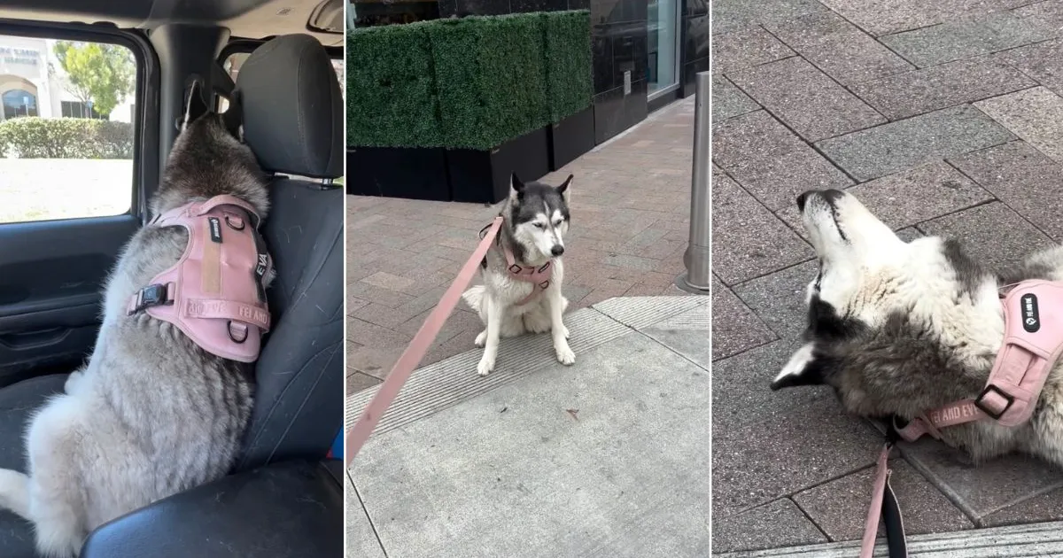 Video: Husky Holds Grudge After Owner Ignores Pet Store Tantrum - DogTime