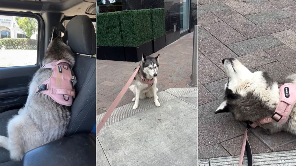 Video: Husky Holds Grudge After Owner Ignores Pet Store Tantrum