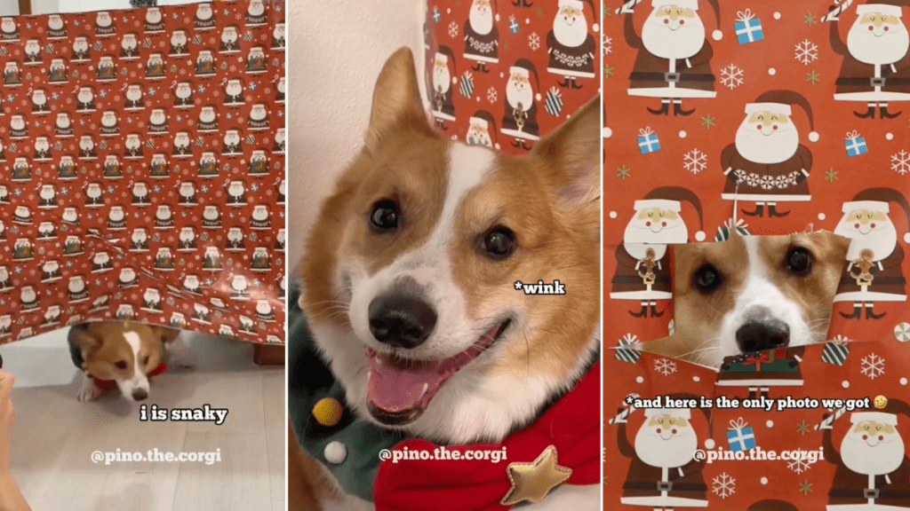 Video: Corgi Fails at Christmas Wrapping Paper Trend but Wins Hearts Online