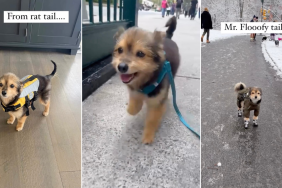Video: Dog's 'Tail Transformation' Is One for the Books