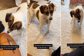 This Video of a Rescue Puppy Exploring the World Will Brighten Your Feed