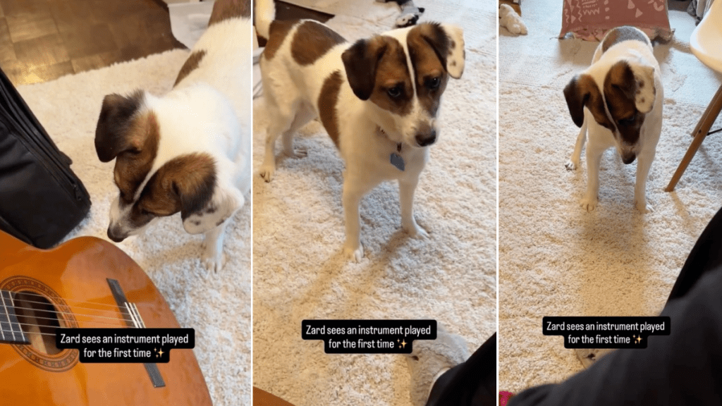 This Video of a Rescue Puppy Exploring the World Will Brighten Your Feed