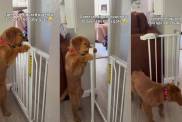 Golden Retriever Puppy Figures Out How to Unlock Baby Gate in Cute Video