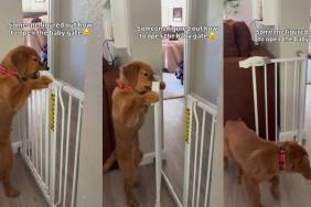 Golden Retriever Puppy Figures Out How to Unlock Baby Gate in Cute Video