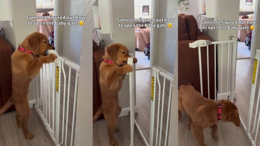 Golden Retriever Puppy Figures Out How to Unlock Baby Gate in Cute Video