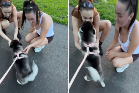 Video: Everyone Stops to Cuddle With This Husky-Pomeranian Puppy