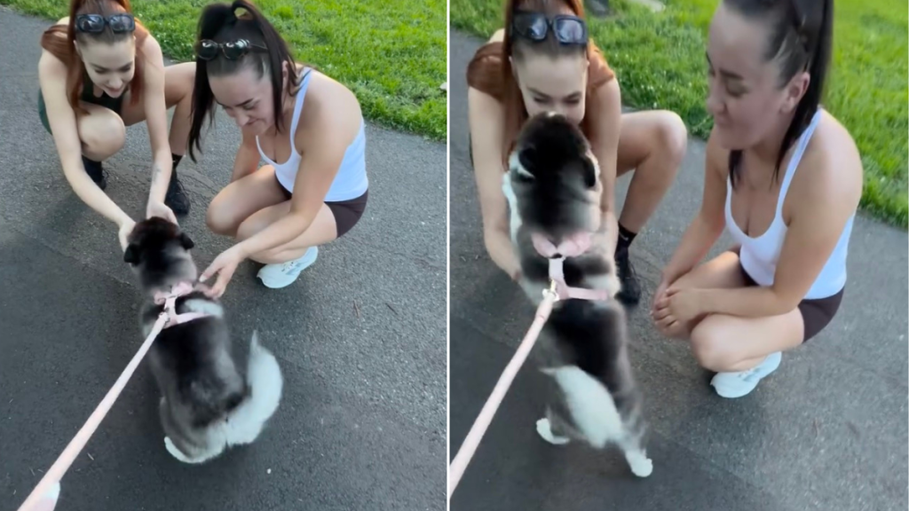 Video: Everyone Stops to Cuddle With This Husky-Pomeranian Puppy