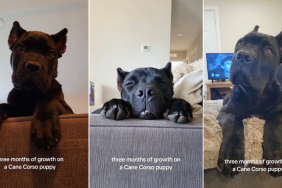 Video Shows How Much a Cane Corso Puppy Grows in 3 Months