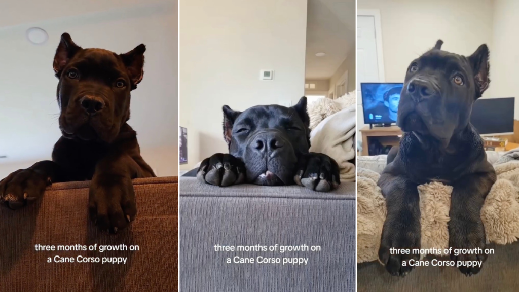 Video Shows How Much a Cane Corso Puppy Grows in 3 Months
