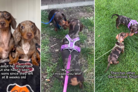 Video: Dachshund Is ‘Happiest’ on Reuniting With Her Babies