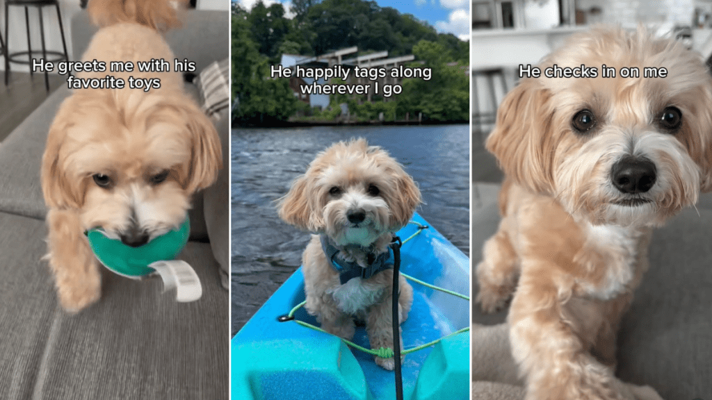 Video: Maltipoo Gives Owner Comfort in More Ways Than One