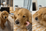 Video: Golden Retriever Is Dramatic Over 'Minor Inconvenience'