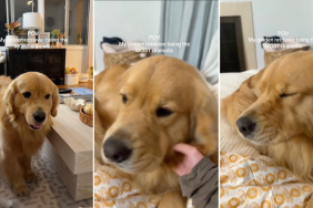 Video: Golden Retriever Is Dramatic Over 'Minor Inconvenience'