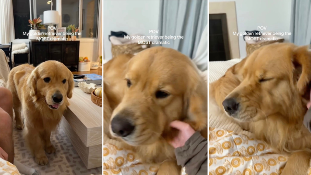 Video: Golden Retriever Is Dramatic Over 'Minor Inconvenience'