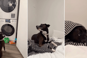 Dog Has a Reason to Wait for Clothes to Finish in the Dryer