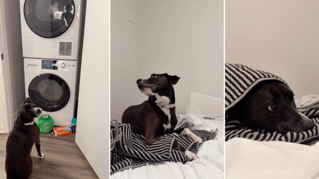 Dog Has a Reason to Wait for Clothes to Finish in the Dryer