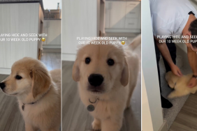 Weeks-Old Golden Retriever Puppy Goes Viral for Playing Hide-And-Seek