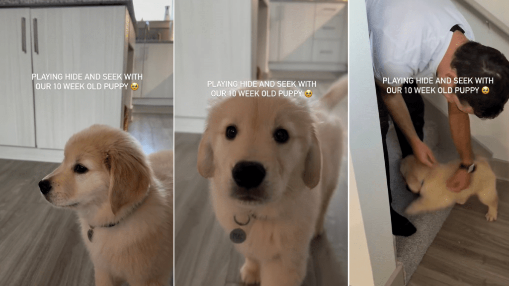 Weeks-Old Golden Retriever Puppy Goes Viral for Playing Hide-And-Seek