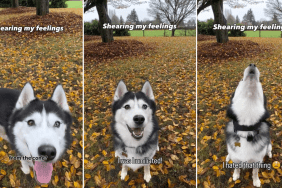 Husky Reacts When His Cone Is Removed