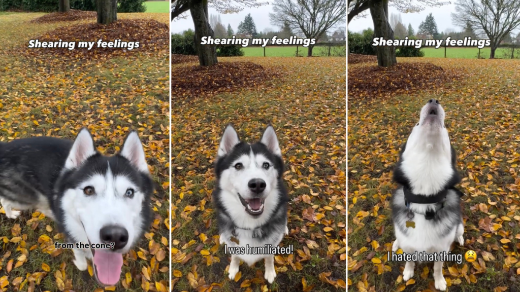 Husky Reacts When His Cone Is Removed