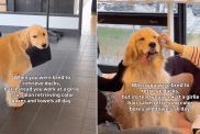 Golden Retriever Takes His Role as a 'Helper' at the Salon Very Seriously