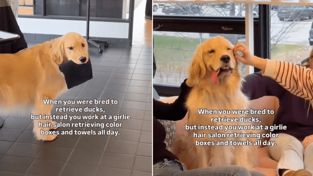 Golden Retriever Takes His Role as a 'Helper' at the Salon Very Seriously