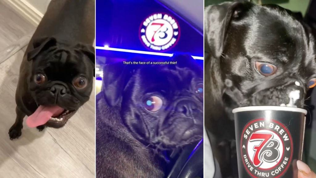Video: Owner's Service Pug Is Their 'Partner in Crime'