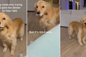 Video: Owner Captures Hungry Dog Navigating Daylight Savings