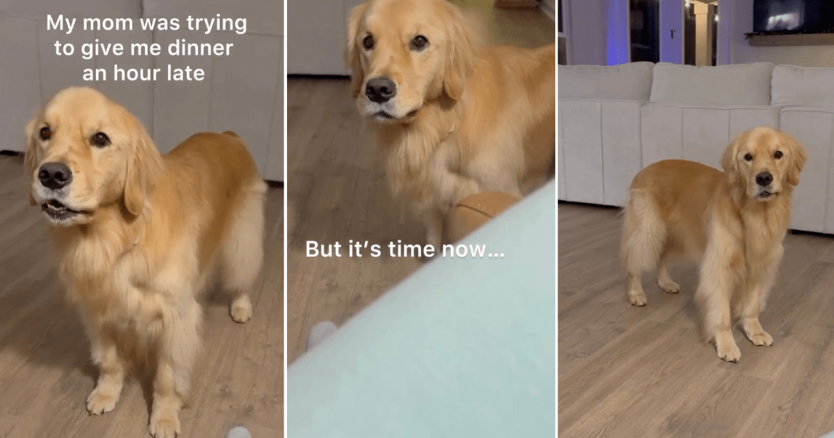 Video: Owner Captures Hungry Dog Navigating Daylight Savings - DogTime