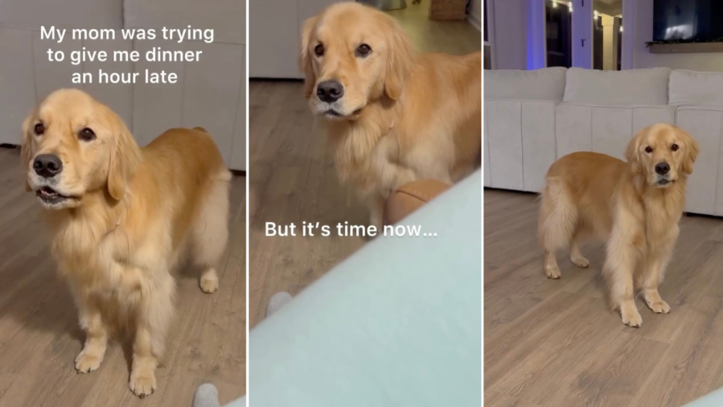 Video: Owner Captures Hungry Dog Navigating Daylight Savings