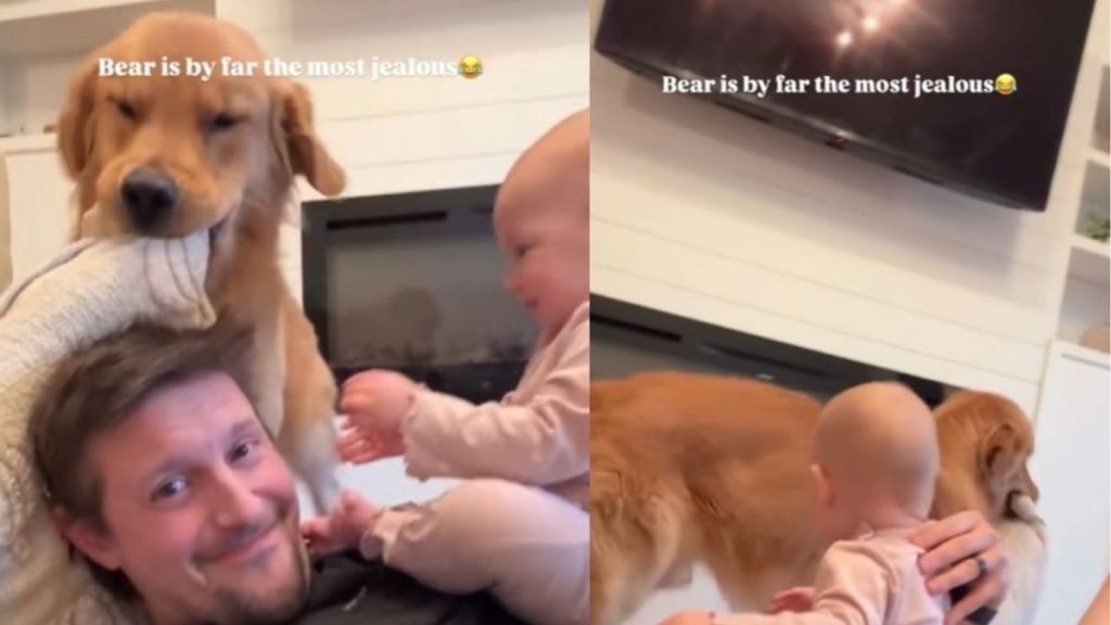 Video: Golden Retriever Is ‘Most Jealous’ of Dad Spending Time With Baby