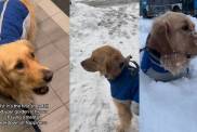 Video: Dog Has 'Breakdown of Happiness' Over First Snowfall