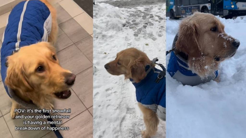 Video: Dog Has 'Breakdown of Happiness' Over First Snowfall