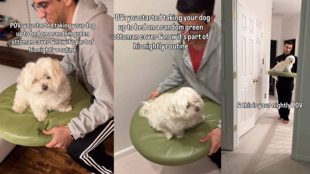 Video: Maltese Transported to Room on ‘Ottoman Cover’ at Night