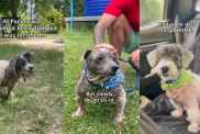Dog Untouched for Years Gets To Go Home in Moving Video