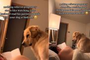 Video: Golden Retriever Joins Dad to Read a Book for Pregnant Mom