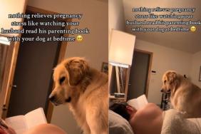Video: Golden Retriever Joins Dad to Read a Book for Pregnant Mom